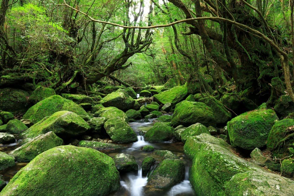 屋久島の苔むす森と渓流